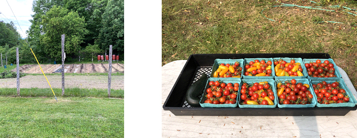 Vegetable Gardens at National Life